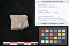 Foto (Objekt + Etikett) von Puccinites zosterae Ettingshausen (NHMW-GEO-2024-0188-6630)